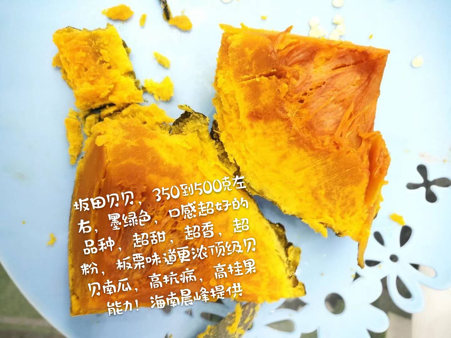 纯贝贝南瓜种子  日本坂田贝贝二号南瓜种子，粉糯香甜