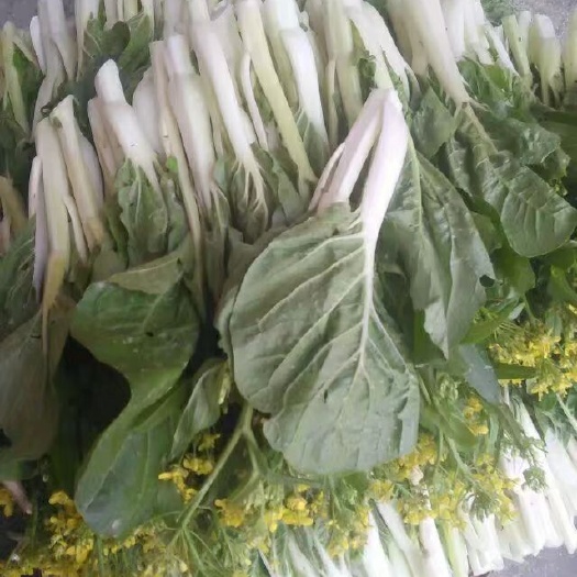 恩平市白菜心 20~25cm