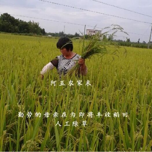 开平市丝苗米 一等品 晚稻 籼米