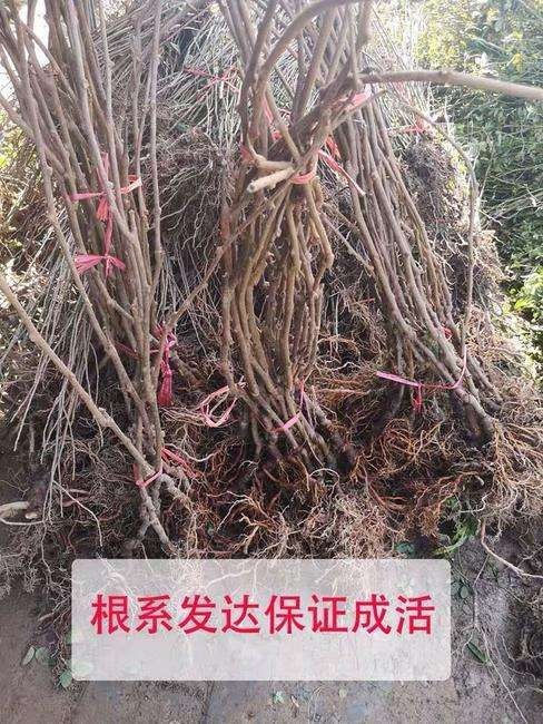 泰安软枣猕猴桃苗  嫁接苗 供应嫁接软枣猕猴桃树苗