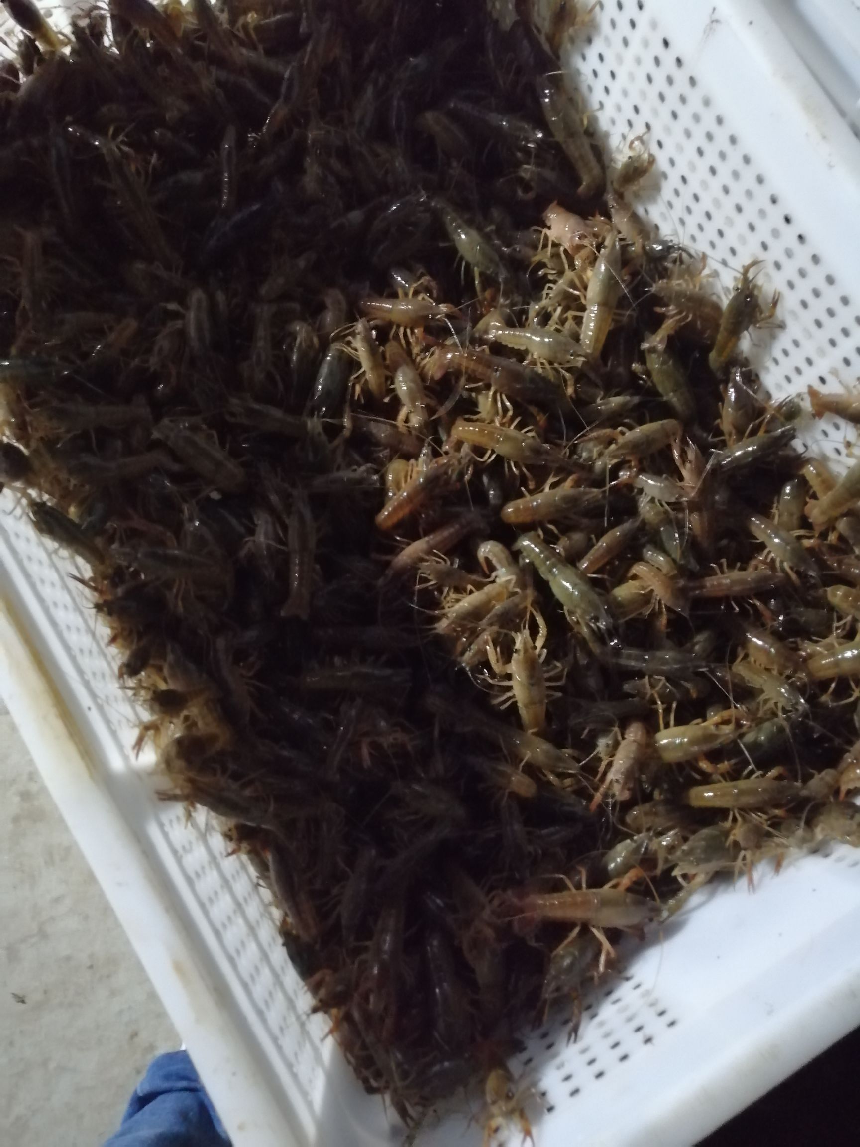 小龙虾苗