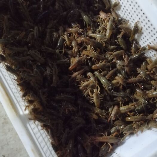 潜江市小龙虾苗