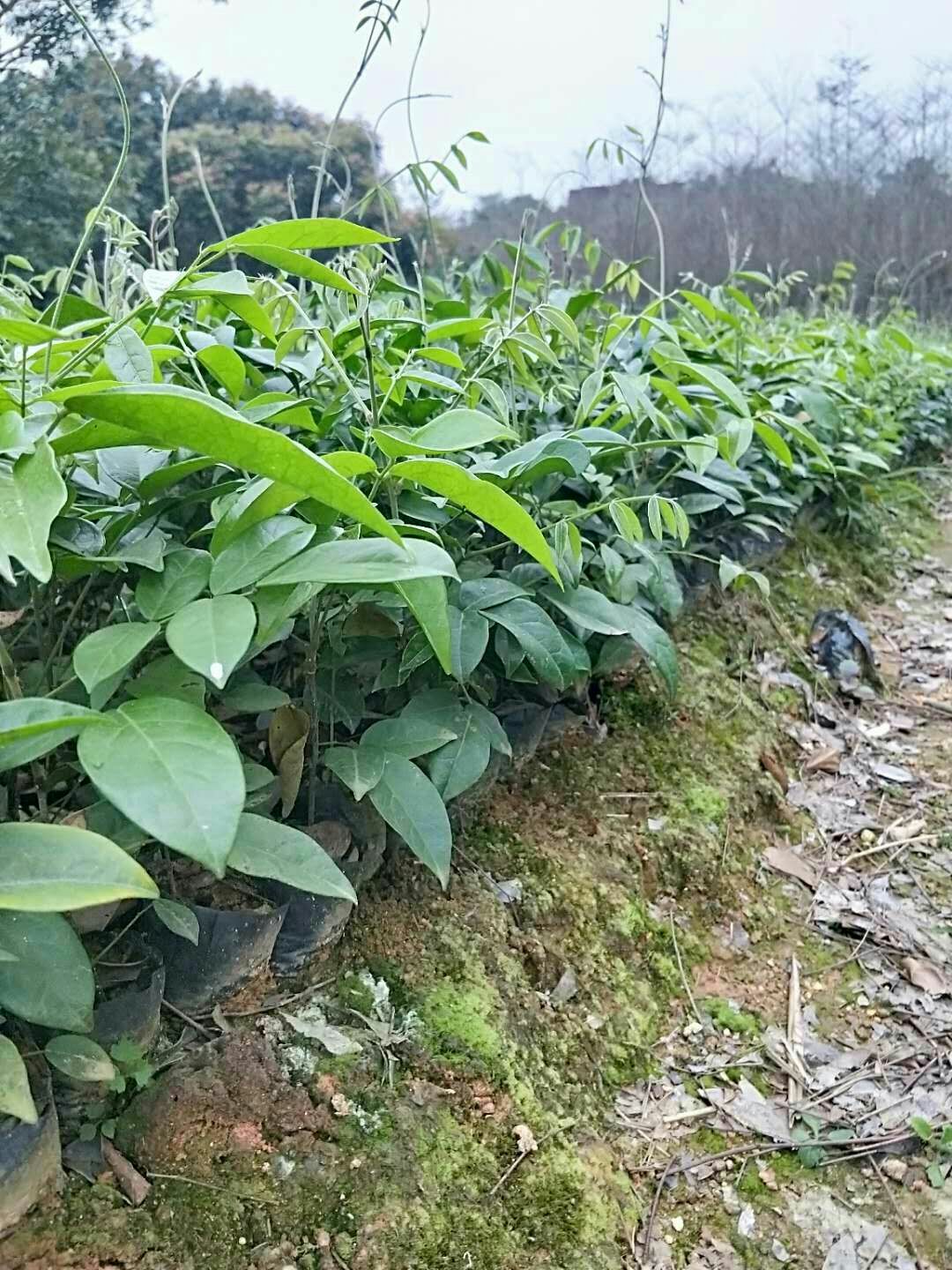 牛大力苗