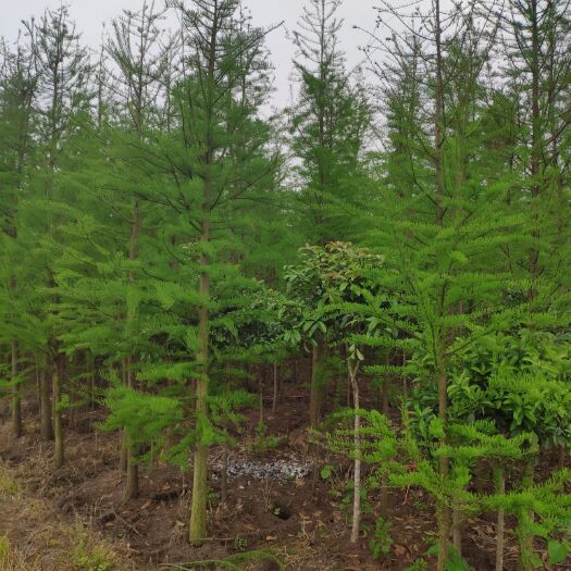 南县 一年生到二十公分的池杉，落羽杉海量供应