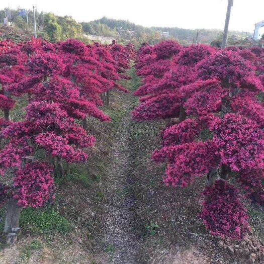 九江红花继木造型树   红花继木