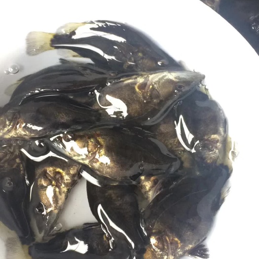 新乐市桂鱼苗（鳜鱼苗〉洪湖本地孵化苗