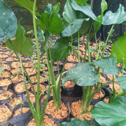 灵山县滴水观音盆栽 滴水观音盘栽植物