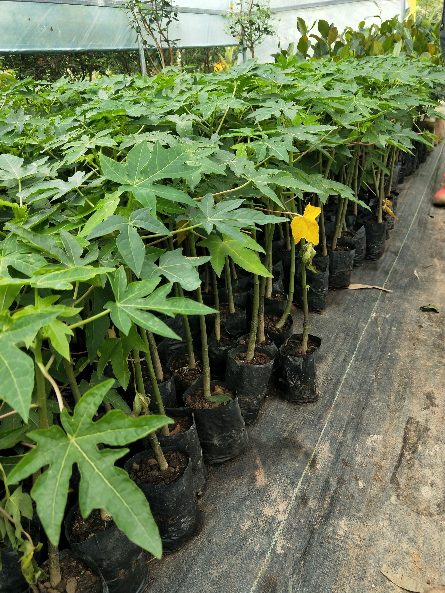  正品红肉木瓜树苗 黄肉木瓜苗 水果木瓜苗 南方种植当年结果