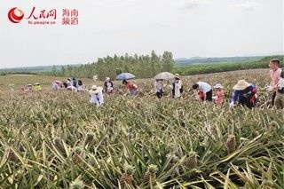 昌江县香水菠萝 2.5 - 3斤