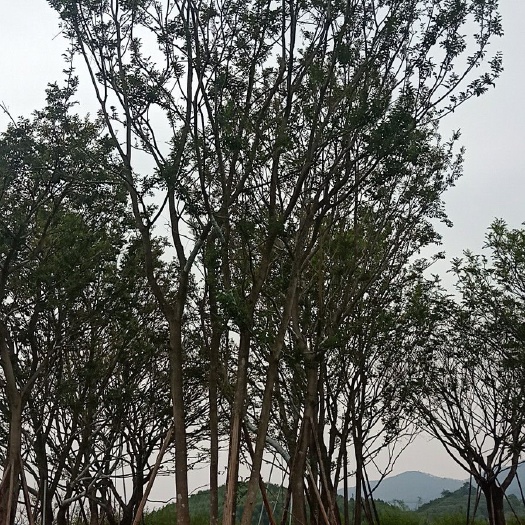 漳浦县丛生朴树  朴树