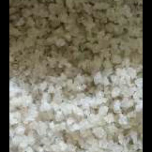 织金县雪燕