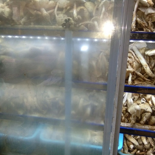 宁蒗县干鸡枞菌 箱装 半年