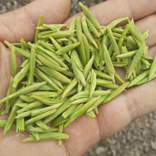 竹叶青茶 特级 礼盒装
