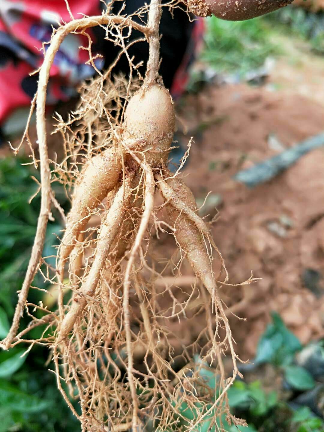 牛大力苗