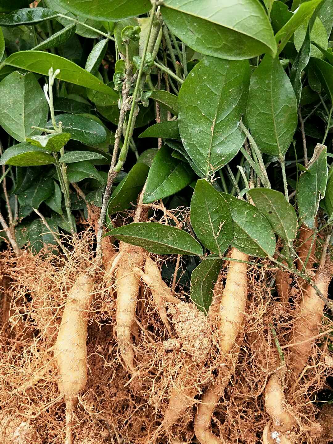 牛大力苗