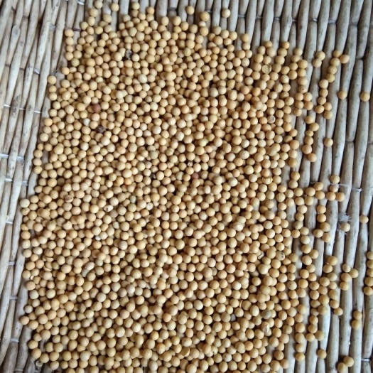 克东县黄大豆 生大豆 3等品
