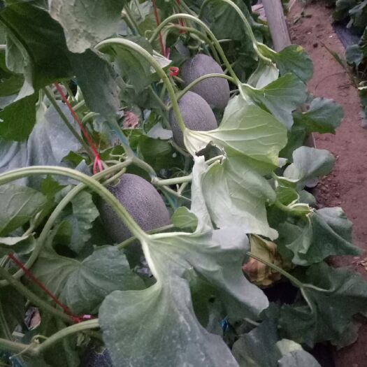 饶阳县西州蜜 3斤以上