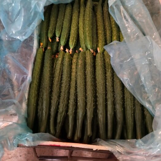 凌源市黑色黄瓜 25~35cm