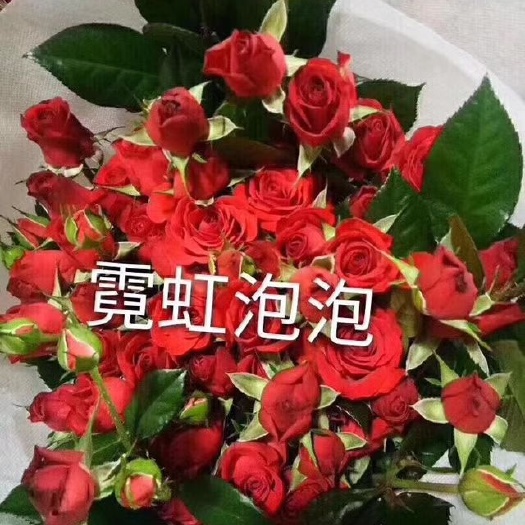 昆明 玫瑰苗  多头