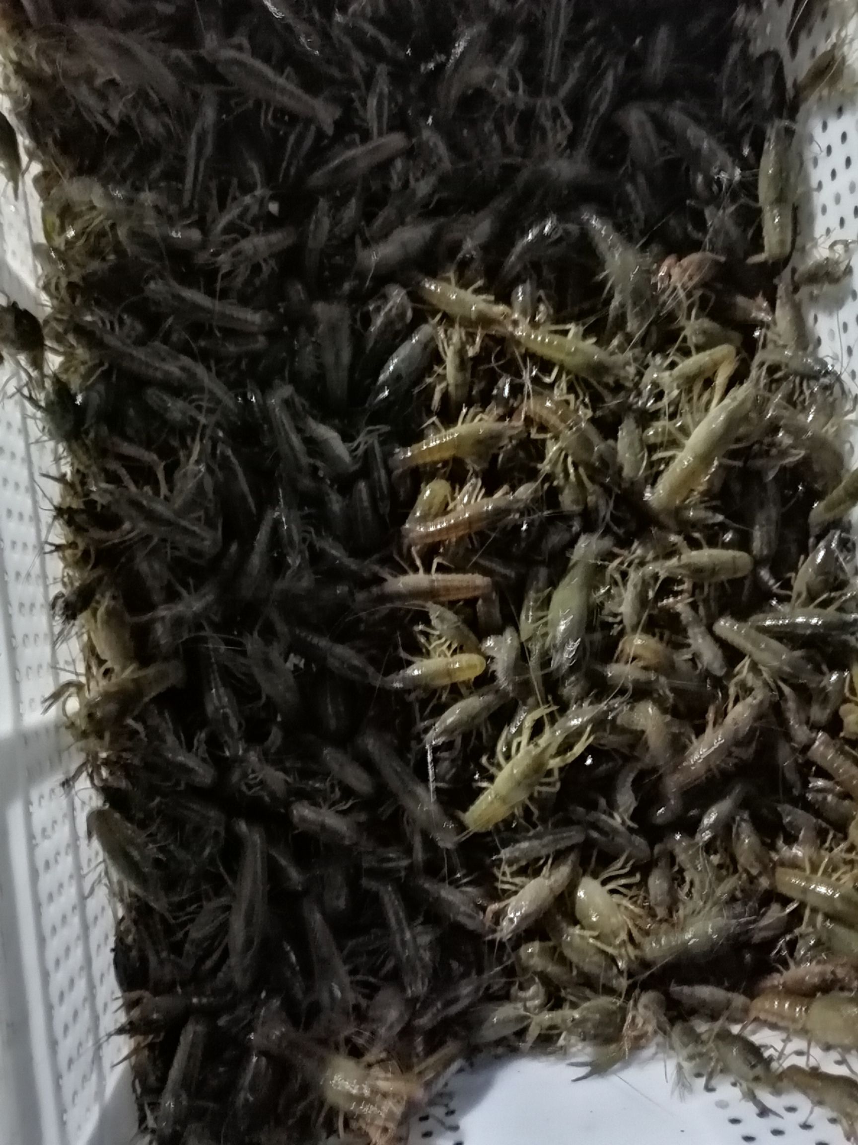 小龙虾苗