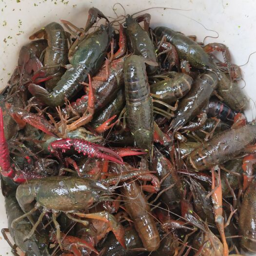 黄梅县清水小龙虾 6-8钱 人工养殖