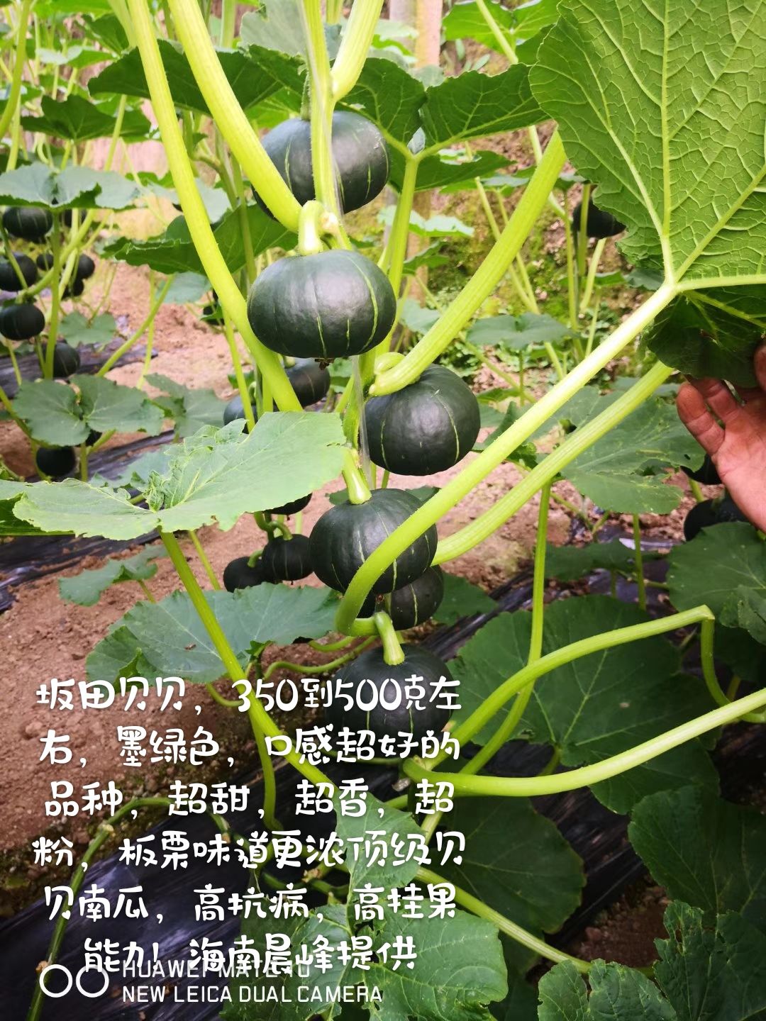 纯贝贝南瓜种子  日本坂田贝贝二号南瓜种子，粉糯香甜