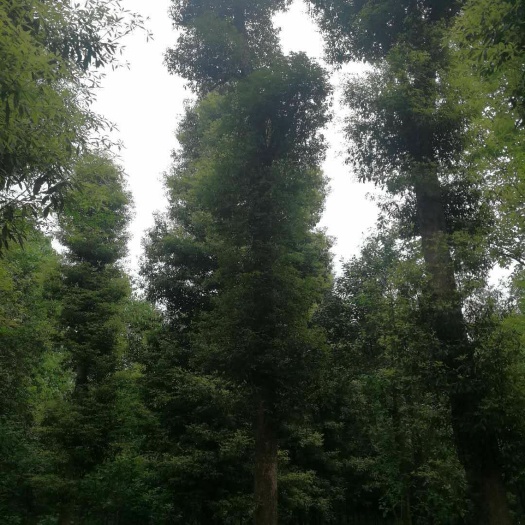 全州县金丝楠木