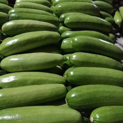 聊城蔬菜大棚 大量供应西葫芦，茄子等蔬菜。