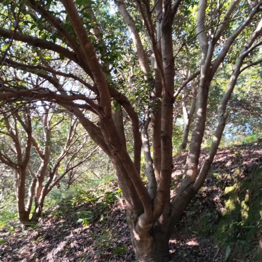 通道县杨梅树