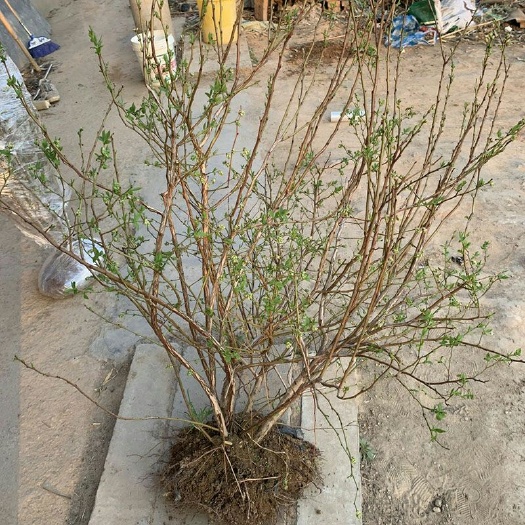 沭阳县兔眼蓝莓苗 蓝莓苗盆栽带果南方果树四季嫁接