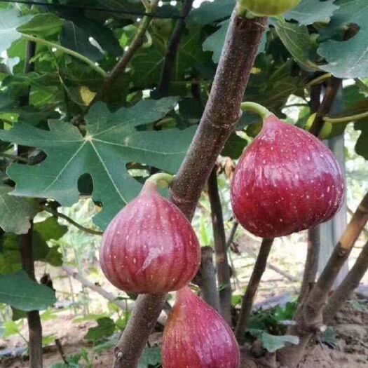 灵山县波姬红无花果苗