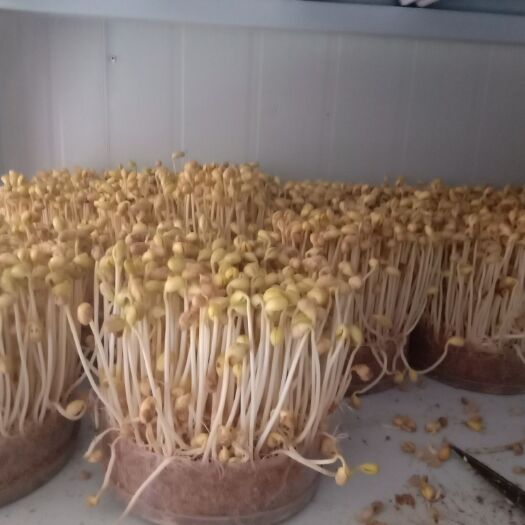 菏泽黄豆芽  5-10cm 活体黄豆芽，