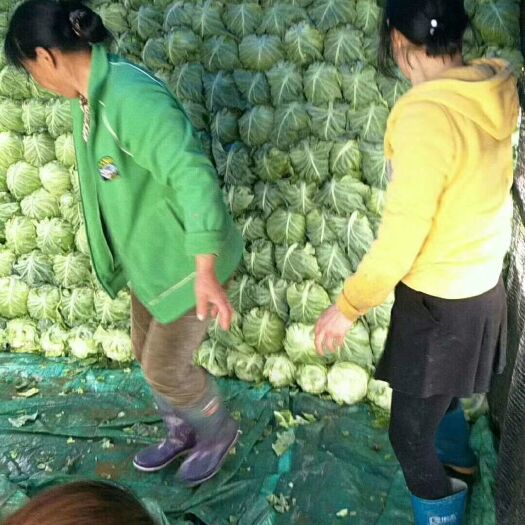 嘉鱼县牛心甘蓝 1.0~1.5斤