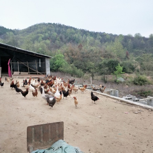 蕲春县土鸡苗