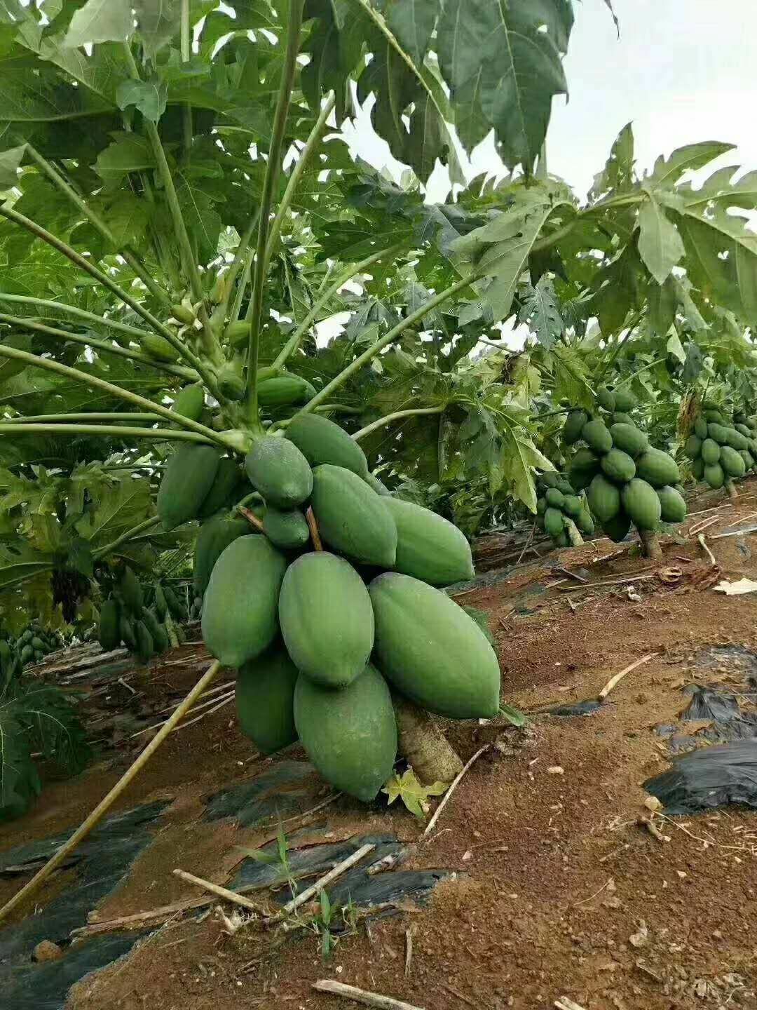  正品红肉木瓜树苗 黄肉木瓜苗 水果木瓜苗 南方种植当年结果