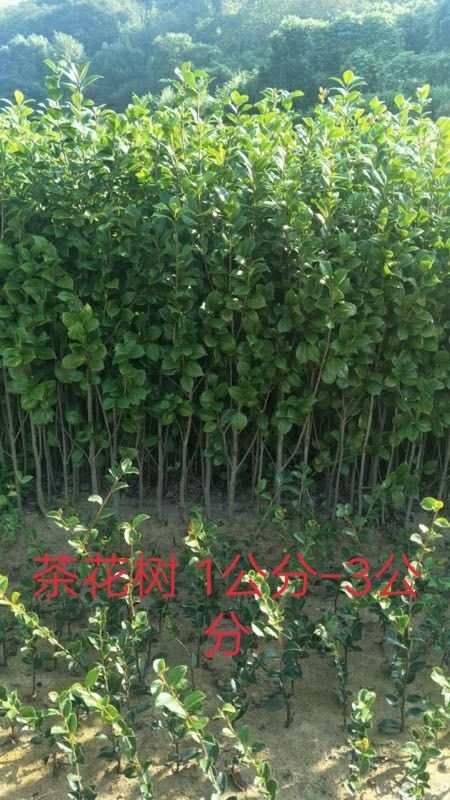 休宁县茶花树 100~140cm