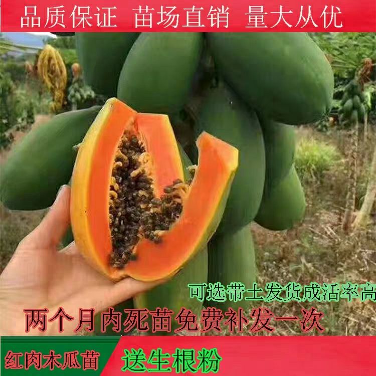  正品红肉木瓜树苗 黄肉木瓜苗 水果木瓜苗 南方种植当年结果