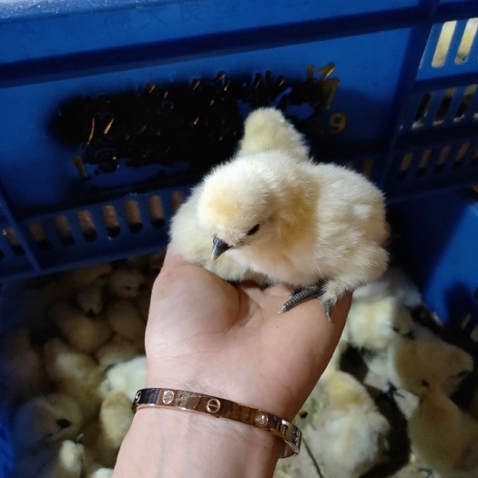 广州广州鸡苗孵化  竹丝鸡苗