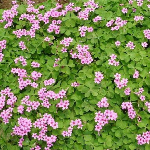 沭阳县红花酢浆草