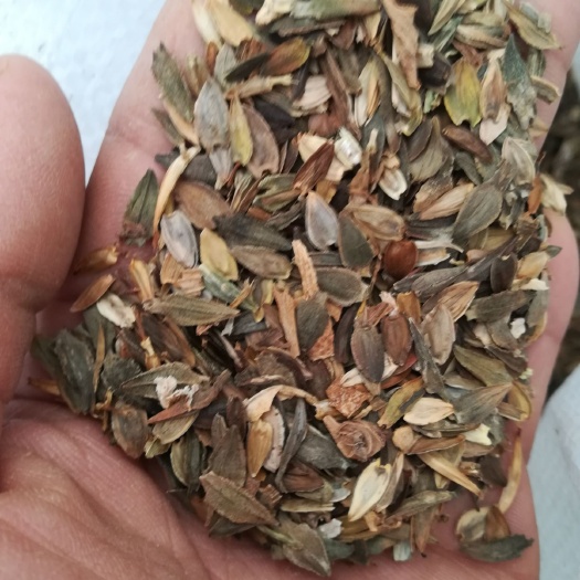 百日草种子