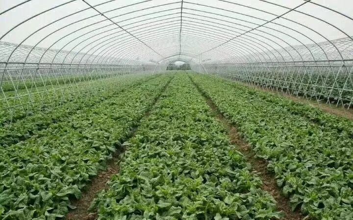 沭阳县大棚钢管 蔬菜棚养殖棚钢管骨架配件镀锌管热镀锌管椭圆管方管