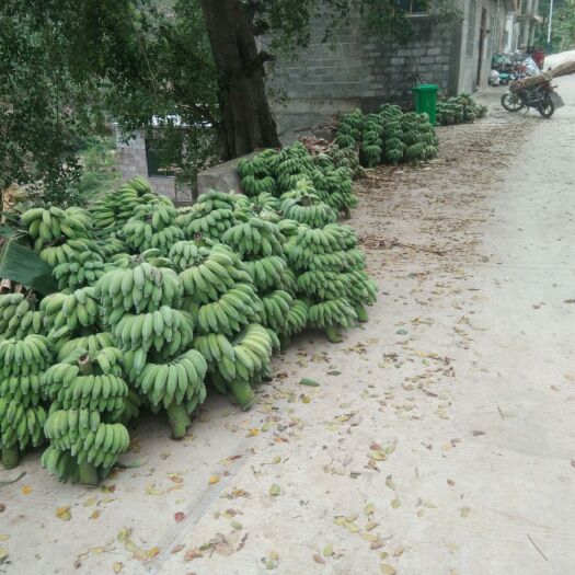 安龙县西贡蕉 七成熟