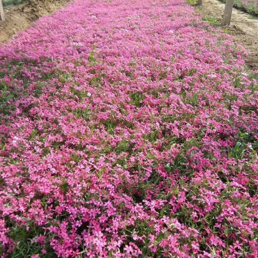 芝樱花 花海