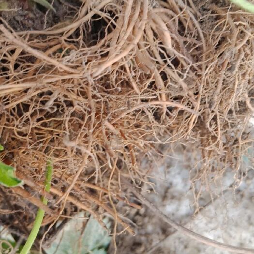 中牟县牛奶草莓苗 10~20公分 地栽苗