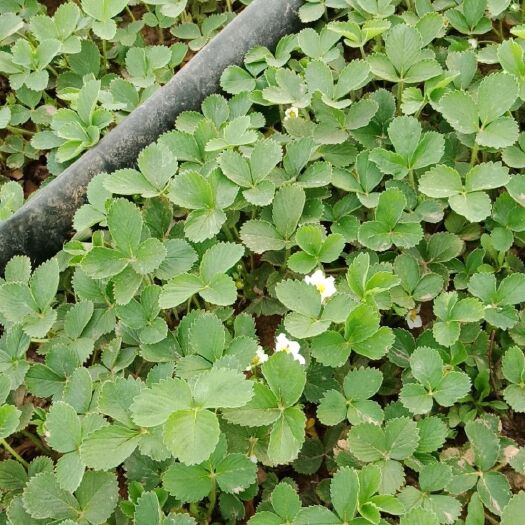 中牟县奶油草莓苗 10~20公分 地栽苗