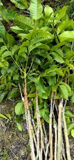 黄橄榄苗  黑橄榄
地苗，杯苗