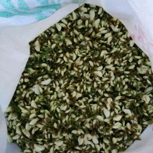 中牟县槐树花 鲜货