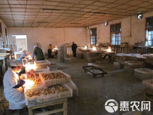 白凤乌鸡苗场地直卖白凤乌鸡苗竹丝鸡苗农户放养土鸡苗青脚土鸡苗