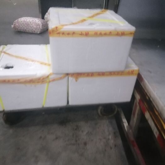 上海泡沫箱