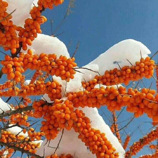 阜新县沙棘苗